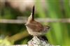 Cetti's Warbler, Shawford Down, 30/08/2026 Photo of Cetti's Warbler at Shawford Down, Hampshire. Taken by Martin Lee on 30th August 2026.
