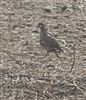 Red-legged Partridge, North Boarhunt, 30/08/2026 Photo of Red-legged Partridge at North Boarhunt, Hampshire. Taken by Lindsay Cracknell on 30th August 2026.