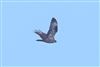 Honey-buzzard Photo of Honey-buzzard. Taken by Andy Tew.