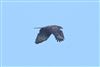 Honey-buzzard Photo of Honey-buzzard. Taken by Andy Tew.