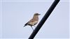 Wheatear, Ranvilles Lane, 11/09/2026 Wheatear at Ranvilles Lane, Hampshire. Photographed by Mark Rolfe on 11th September 2026.