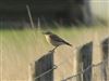 Wheatear, Whitsbury Down, 07/09/2026 Wheatear at Whitsbury Down, Hampshire. Photographed by Thomas Coldwell on 7th September 2026.