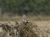 Wheatear, Whitsbury Down, 07/09/2026 Wheatear at Whitsbury Down, Hampshire. Photographed by Thomas Coldwell on 7th September 2026.