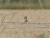 Whinchat, Whitsbury Down, 07/09/2026 Whinchat at Whitsbury Down, Hampshire. Photographed by Thomas Coldwell on 7th September 2026.