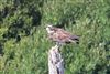 Osprey, Fishlake Meadows, 15/09/2026 Osprey at Fishlake Meadows, Hampshire. Photographed by Andy Tew on 15th September 2026.