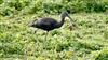 Glossy Ibis, Titchfield, 19/09/2026 Glossy Ibis at Titchfield, Hampshire. Photographed by Mark Rolfe on 19th September 2026.