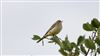Yellow Wagtail, Ranvilles Lane, 01/09/2026 Photo of Yellow Wagtail at Ranvilles Lane, Hampshire. Taken by Mark Rolfe on 1st September 2026.