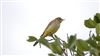 Yellow Wagtail, Ranvilles Lane, 01/09/2026 Photo of Yellow Wagtail at Ranvilles Lane, Hampshire. Taken by Mark Rolfe on 1st September 2026.