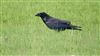 Raven, Newlands Farm (Stubbington), 20/09/2026 Raven at Newlands Farm (Stubbington), Hampshire. Photographed by Mark Rolfe on 20th September 2026.