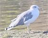 Yellow-legged Gull, Lower Test Marshes, 20/09/2026 Yellow-legged Gull at Lower Test Marshes, Hampshire. Photographed by Michael Lomax on 20th September 2026.
