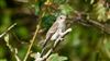 Spotted Flycatcher, Oxleys Coppice, Fareham, 25/09/2026 Spotted Flycatcher at Oxleys Coppice, Fareham, Hampshire. Photographed by Mark Rolfe on 25th September 2026.