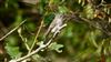 Spotted Flycatcher, Oxleys Coppice, Fareham, 25/09/2026 Spotted Flycatcher at Oxleys Coppice, Fareham, Hampshire. Photographed by Mark Rolfe on 25th September 2026.
