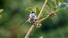 Long-tailed Tit, Oxleys Coppice, Fareham, 25/09/2026 Long-tailed Tit at Oxleys Coppice, Fareham, Hampshire. Photographed by Mark Rolfe on 25th September 2026.