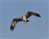 Osprey, Keyhaven Marsh, 26/09/2026 Osprey at Keyhaven Marsh, Hampshire. Photographed by Emma Parkes on 26th September 2026.