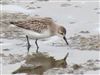 Semipalmated Sandpiper, Jetty Lagoon, Pennington, 28/09/2026 Semipalmated Sandpiper at Jetty Lagoon, Pennington, Hampshire. Photographed by Keith Simpson on 28th September 2026.