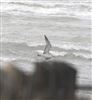 Caspian Gull, Hill Head, 04/09/2026 Photo of Caspian Gull at Hill Head, Hampshire. Taken by Mark Francis on 4th September 2026.