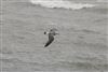 Caspian Gull, Hill Head, 04/09/2026 Photo of Caspian Gull at Hill Head, Hampshire. Taken by Mark Francis on 4th September 2026.