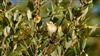 Sedge Warbler, Ranvilles Lane, 05/09/2026 Photo of Sedge Warbler at Ranvilles Lane, Hampshire. Taken by Mark Rolfe on 5th September 2026.