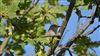 Spotted Flycatcher, Ranvilles Lane, 06/09/2026 Photo of Spotted Flycatcher at Ranvilles Lane, Hampshire. Taken by Mark Rolfe on 6th September 2026.