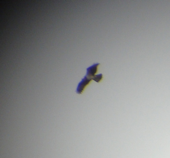 Osprey Osprey