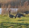 Russian White-fronted Goose, Brading Marsh, 27/12/2025 Photo of Russian White-fronted Goose at Brading Marsh, Isle of Wight. Taken by Mark Buckley on 27th December 2025.