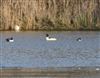 Goosander, Sandown Canoe Lake, 01/01/2026 Photo of Goosander at Sandown Canoe Lake, Isle of Wight. Taken by Mark Buckley on 1st January 2026.