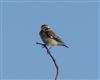 Whinchat, Culver Down, 18/04/2026 Photo of Whinchat at Culver Down, Isle of Wight. Taken by Mark Buckley on 18th April 2026.