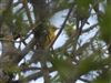 Golden Oriole, Town Copse, 03/05/2026 Photo of Golden Oriole at Town Copse, Isle of Wight. Taken by Ollie Davis on 3rd May 2026.