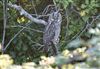 Long-eared Owl Photo of Long-eared Owl. Photographed by Alan Brown.