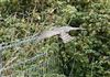 Sparrowhawk, Fatting Marsh, 26/08/2026 Sparrowhawk at Fatting Marsh, Isle of Wight. Photographed by Alan Brown on 26th August 2026.