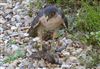 Sparrowhawk, Elmfield, 09/07/2026 Sparrowhawk at Elmfield, Isle of Wight. Photographed by Alan Brown on 9th July 2026.