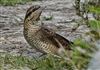 Wryneck, Gore Cliff, 12/09/2026 Wryneck at Gore Cliff, Isle of Wight. Photographed by Alan Brown on 12th September 2026.