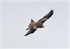 Red Kite, Chillerton Down, 12/09/2026 Red Kite at Chillerton Down, Isle of Wight. Photographed by Alan Brown on 12th September 2026.