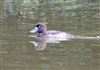 Scaup, Bembridge ponds, 15/09/2026 Scaup at Bembridge ponds, Isle of Wight. Photographed by Alan Brown on 15th September 2026.
