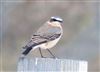 Wheatear, Wantage: Lark Hill, 20/09/2026 Wheatear at Wantage: Lark Hill, Oxfordshire. Photographed by Oliver Hedley on 20th September 2026.