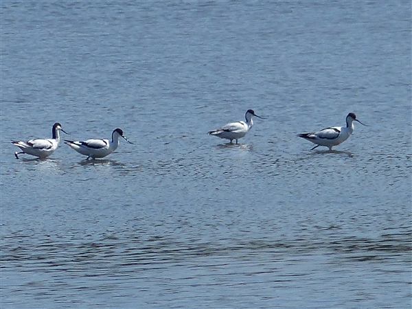 Avocet, Pen Ponds, Richmond Park, 19/07/2024 Avocet at Pen Ponds, Richmond Park, Surrey. Photographed by Nigel Jackman on 19th July 2024.