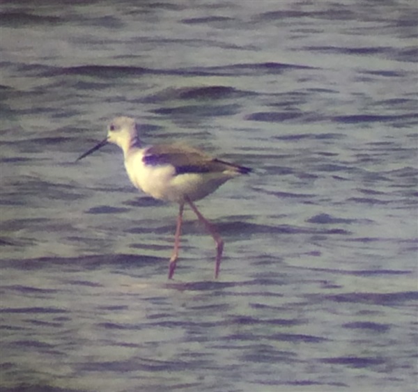 Black-winged Stilt