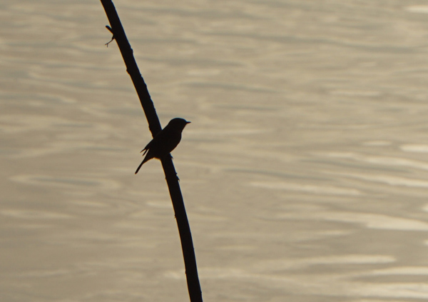 Stonechat