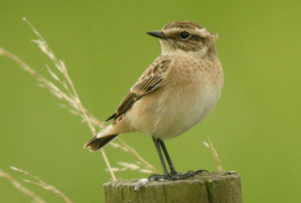 Whinchat