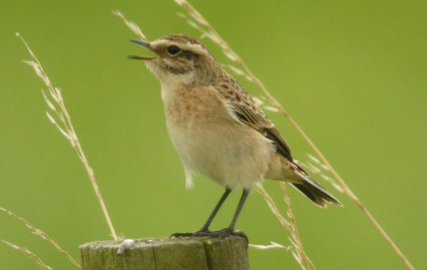 Whinchat