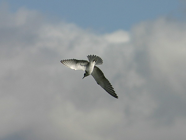 Black Tern