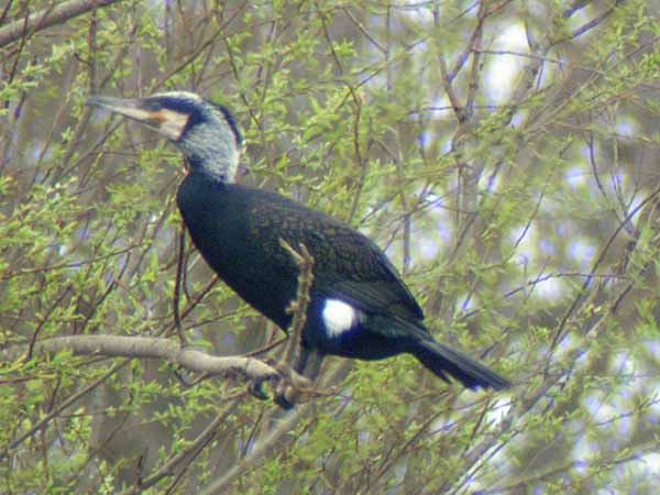 Cormorant