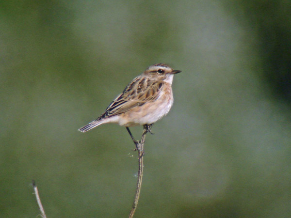Photo of Whinchat at Stowe, Buckinghamshire. Taken by P Tizzard on 31st August 2009.