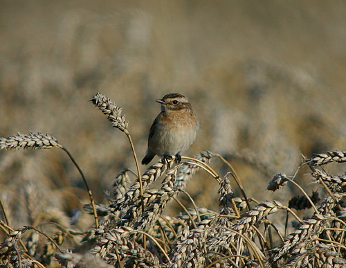 Whinchat