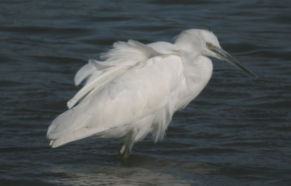 Photo of Little Egret at Calvert, Buckinghamshire. Taken by Tim Watts on 3rd September 2009.