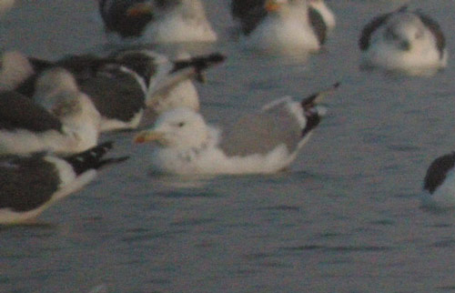 Photo of Caspian Gull at Calvert, Buckinghamshire. Taken by Tim Watts on 20th November 2009.