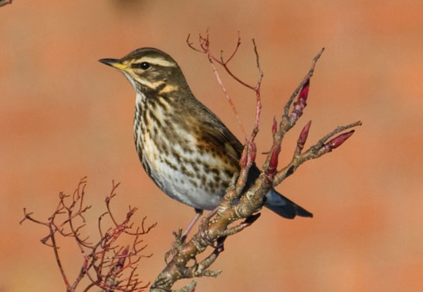 Redwing