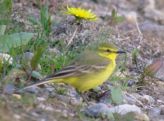 Yellow Wagtail