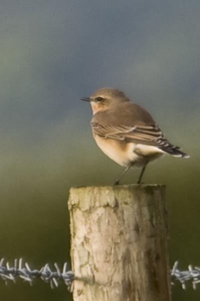 Wheatear