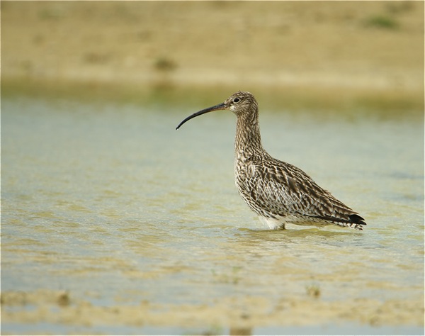 Curlew